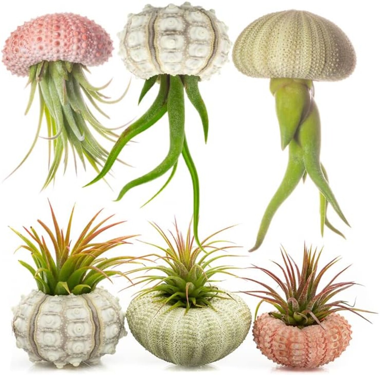Sea Urchin Air Plant Holders 6 Pack Varieties of Sea Urchins Shells Kit for Hanging (Plant NOT Included)